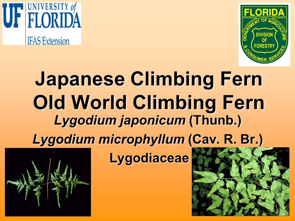 Japanese Climbing Fern Old World Climbing Fern Lygodium japonicum (Thunb.) Lygodium microphyllum (Cav.