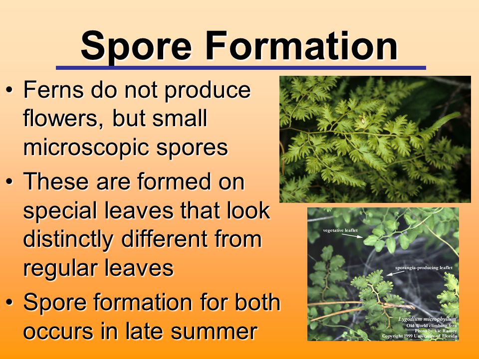 Spore Formation Ferns do not produce flowers, but small microscopic sporesFerns do not produce flowers, but small microscopic spores These are formed on special leaves that look distinctly different from regular leavesThese are formed on special leaves that look distinctly different from regular leaves Spore formation for both occurs in late summerSpore formation for both occurs in late summer