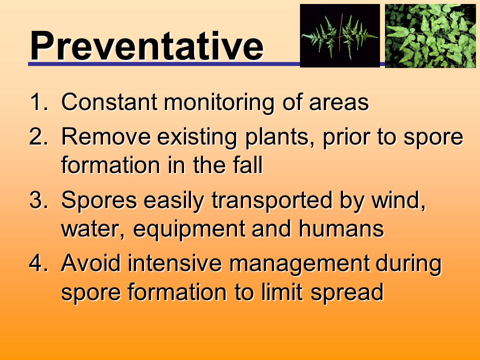 Preventative 1.Constant monitoring of areas 2.Remove existing plants, prior to spore formation in the fall 3.Spores easily transported by wind, water, equipment and humans 4.Avoid intensive management during spore formation to limit spread