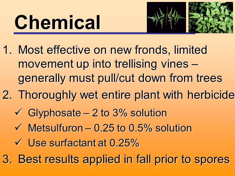 Chemical 1.Most effective on new fronds, limited movement up into trellising vines – generally must pull/cut down from trees 2.Thoroughly wet entire plant with herbicide Glyphosate – 2 to 3% solution Glyphosate – 2 to 3% solution Metsulfuron – 0.25 to 0.5% solution Metsulfuron – 0.25 to 0.5% solution Use surfactant at 0.25% Use surfactant at 0.25% 3.Best results applied in fall prior to spores