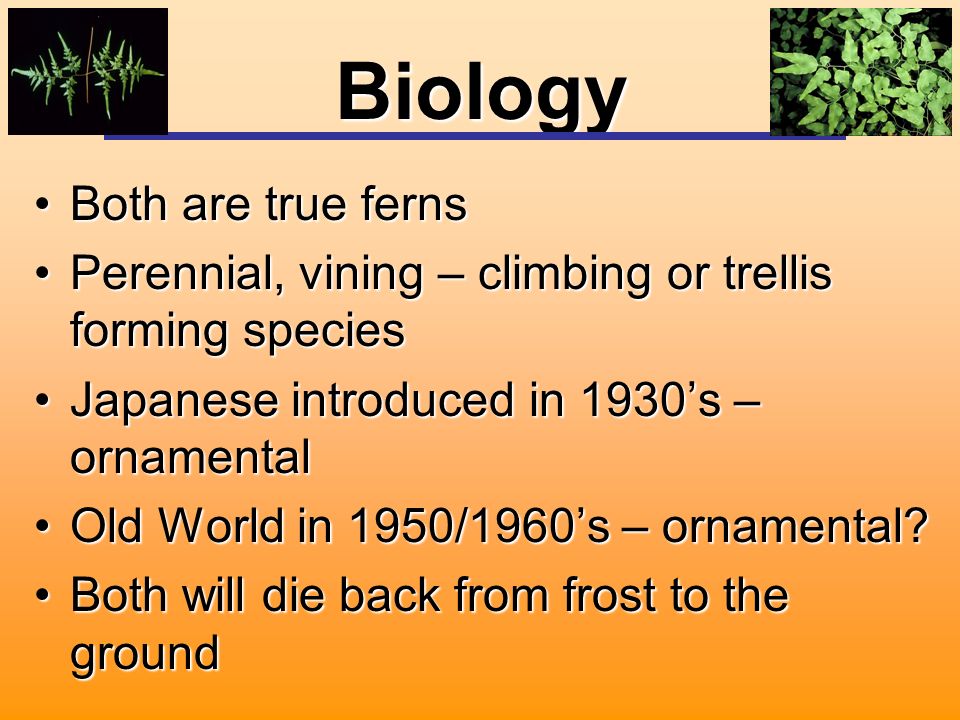 Biology Both are true fernsBoth are true ferns Perennial, vining – climbing or trellis forming speciesPerennial, vining – climbing or trellis forming species Japanese introduced in 1930’s – ornamentalJapanese introduced in 1930’s – ornamental Old World in 1950/1960’s – ornamental Old World in 1950/1960’s – ornamental.