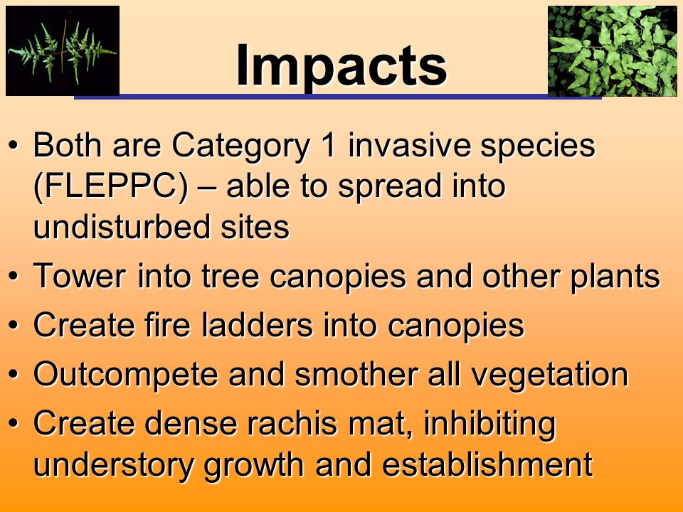 Impacts Both are Category 1 invasive species (FLEPPC) – able to spread into undisturbed sitesBoth are Category 1 invasive species (FLEPPC) – able to spread into undisturbed sites Tower into tree canopies and other plantsTower into tree canopies and other plants Create fire ladders into canopiesCreate fire ladders into canopies Outcompete and smother all vegetationOutcompete and smother all vegetation Create dense rachis mat, inhibiting understory growth and establishmentCreate dense rachis mat, inhibiting understory growth and establishment