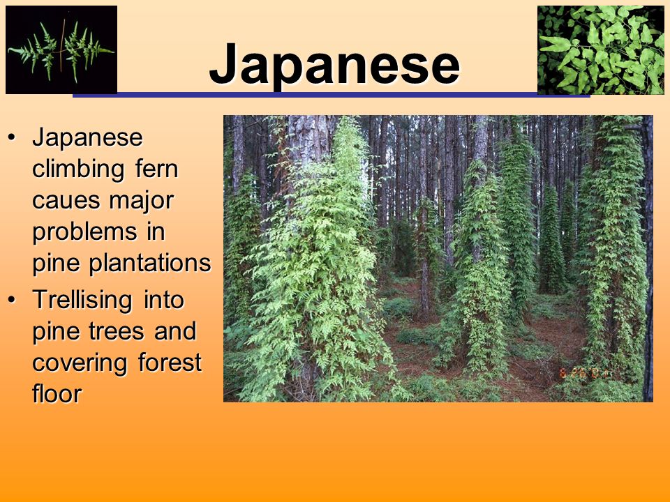Japanese Japanese climbing fern caues major problems in pine plantationsJapanese climbing fern caues major problems in pine plantations Trellising into pine trees and covering forest floorTrellising into pine trees and covering forest floor