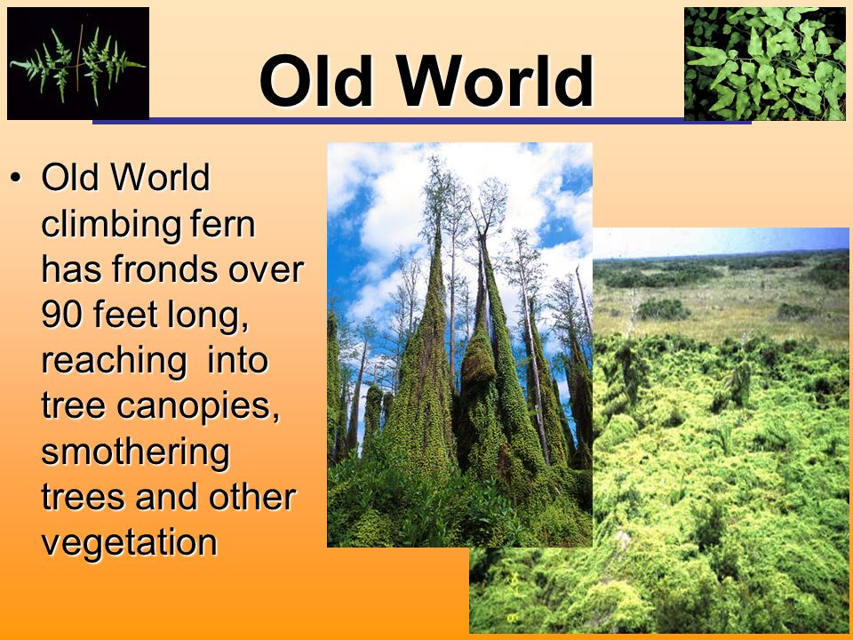 Old World Old World climbing fern has fronds over 90 feet long, reaching into tree canopies, smothering trees and other vegetationOld World climbing fern has fronds over 90 feet long, reaching into tree canopies, smothering trees and other vegetation