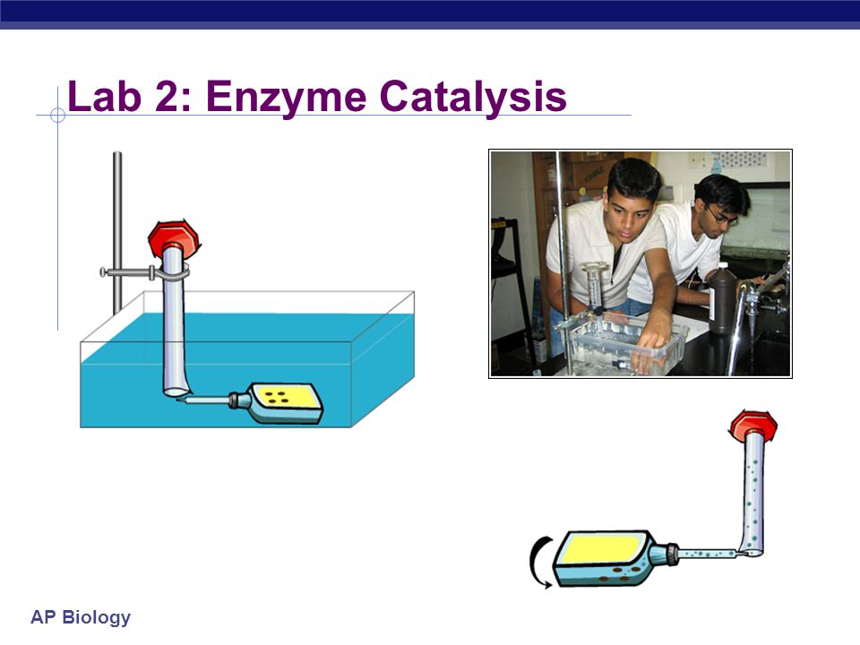 Enzyme catalysis lab essay