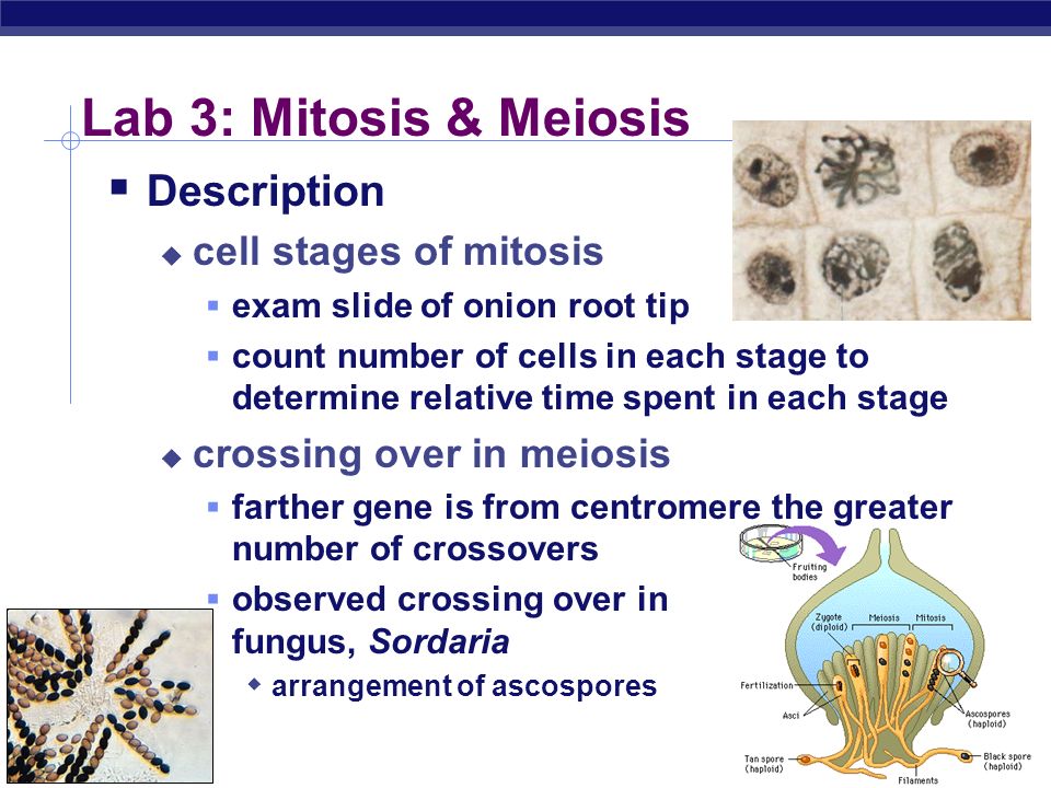 Ap biology mitosis and meiosis essay questions
