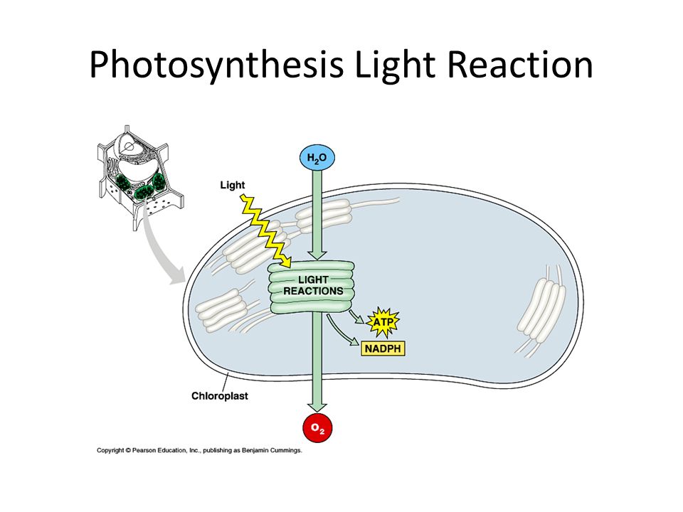 Photosynthesis essay ap bio