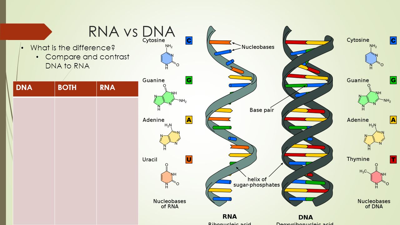 dna vs rna dna vs rna