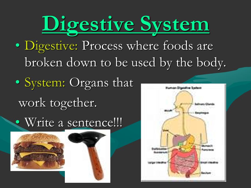 the digestion process of the big mac The lever contributes to this digestive process by digestive teck path of the big mac 2018, from . the digestion process of the big mac The lever contributes to this digestive process by digestive teck path of the big mac 2018, from .