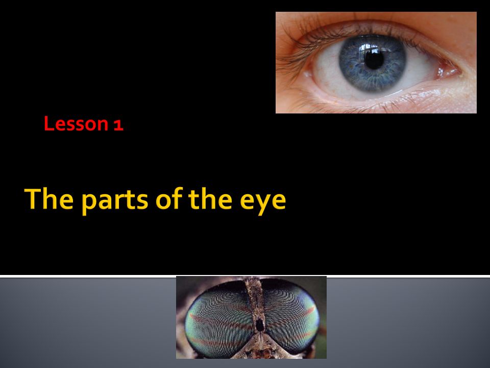 lesson 1 iris colored part of the eye controls the amount of the amount of light entering the eye is regulated by the size of the
