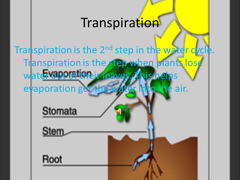 Evaporation Evaporation is the first step in the water cycle.