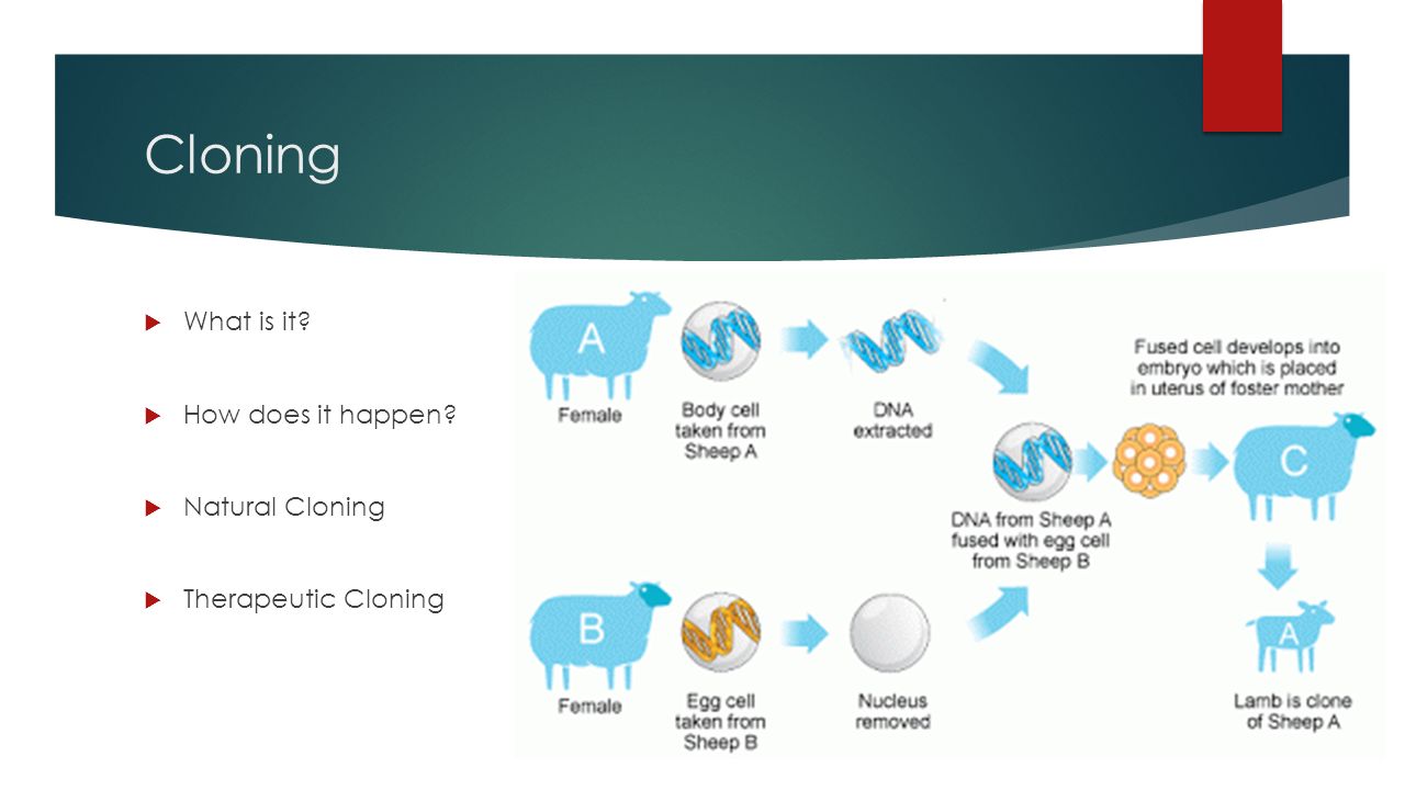 cloning benefits cloning benefits