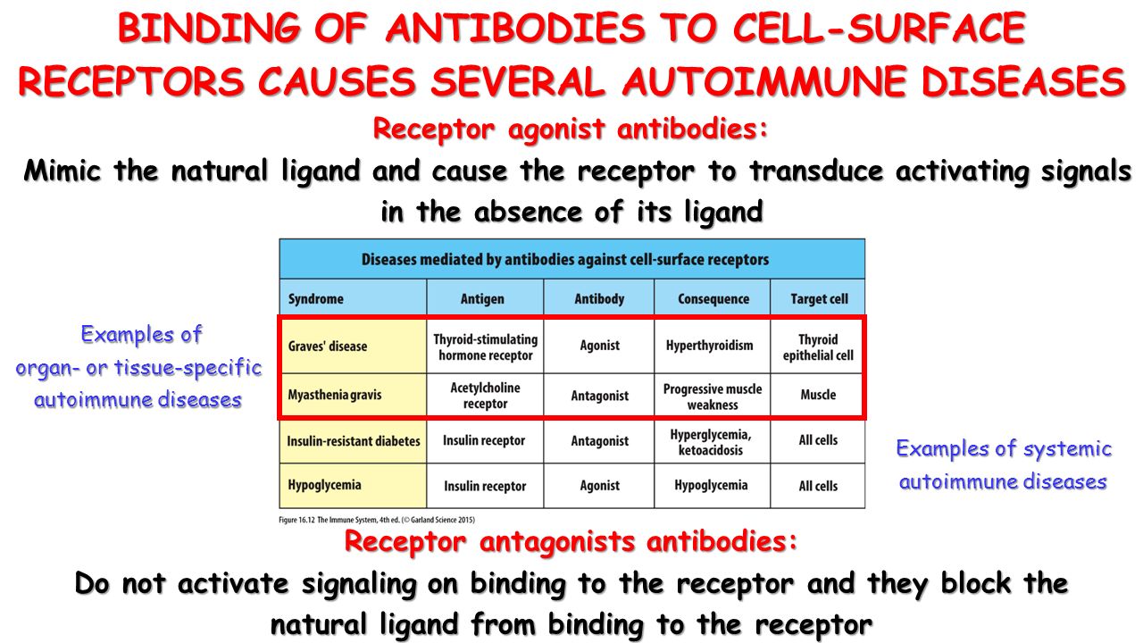 BINDING OF ANTIBODIES TO CELL-SURFACE RECEPTORS CAUSES SEVERAL AUTOIMMUNE DISEASES Receptor agonist antibodies: Mimic the natural ligand and cause the receptor to transduce activating signals Mimic the natural ligand and cause the receptor to transduce activating signals in the absence of its ligand Receptor antagonists antibodies: Do not activate signaling on binding to the receptor and they block the natural ligand from binding to the receptor Examples of systemic autoimmune diseases Examples of Examples of organ- or tissue-specific autoimmune diseases