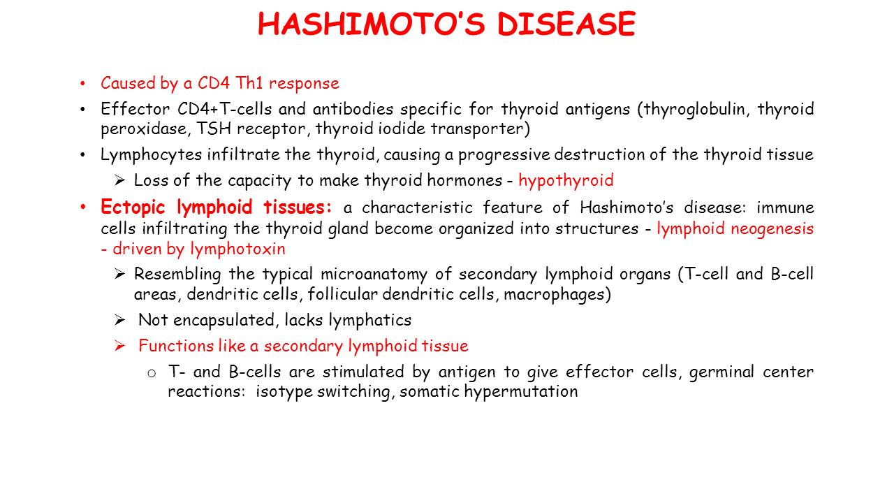 HASHIMOTO’S DISEASE Caused by a CD4 Th1 response Effector CD4+T-cells and antibodies specific for thyroid antigens (thyroglobulin, thyroid peroxidase, TSH receptor, thyroid iodide transporter) Lymphocytes infiltrate the thyroid, causing a progressive destruction of the thyroid tissue  Loss of the capacity to make thyroid hormones - hypothyroid Ectopic lymphoid tissues: a characteristic feature of Hashimoto’s disease: immune cells infiltrating the thyroid gland become organized into structures - lymphoid neogenesis - driven by lymphotoxin  Resembling the typical microanatomy of secondary lymphoid organs (T-cell and B-cell areas, dendritic cells, follicular dendritic cells, macrophages)  Not encapsulated, lacks lymphatics  Functions like a secondary lymphoid tissue o T- and B-cells are stimulated by antigen to give effector cells, germinal center reactions: isotype switching, somatic hypermutation