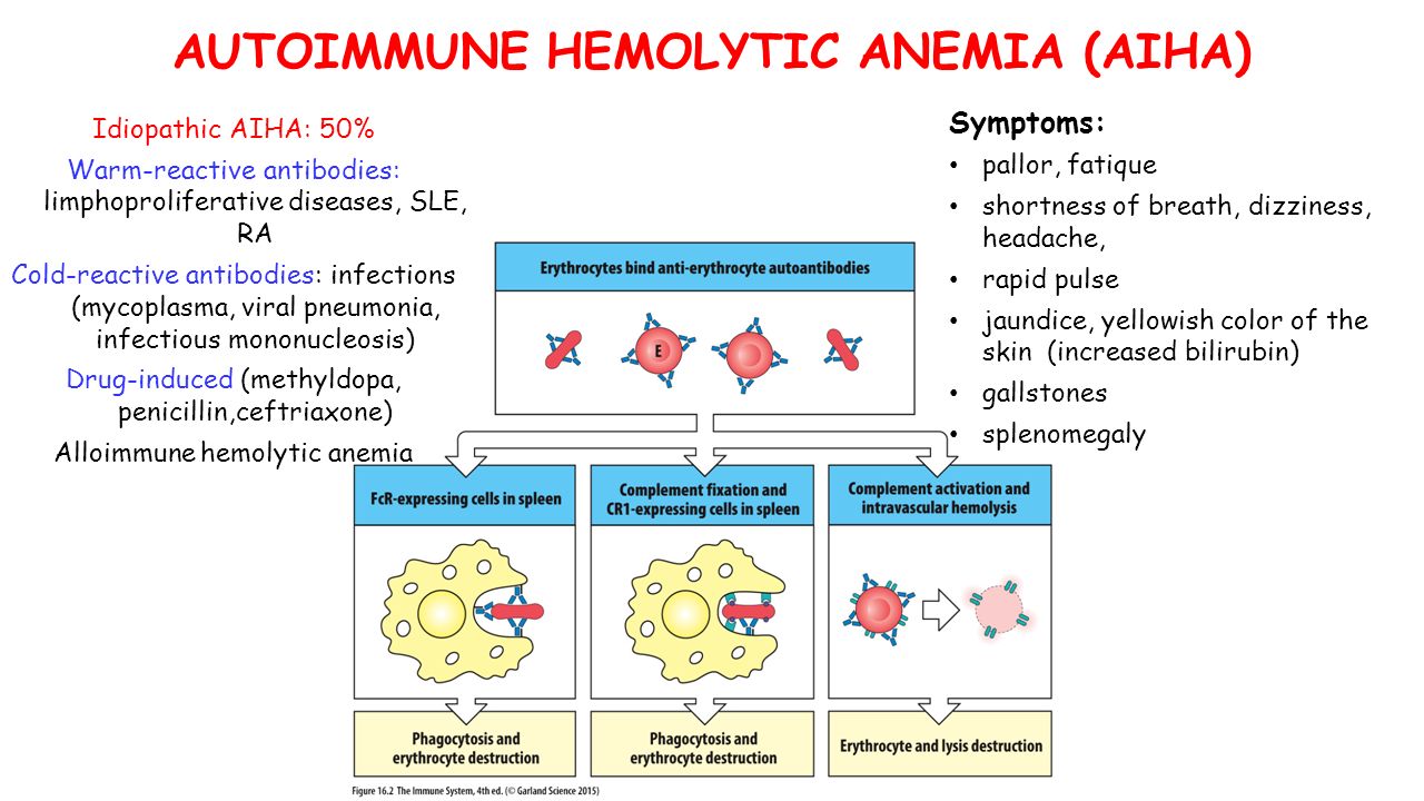 AUTOIMMUNE HEMOLYTIC ANEMIA (AIHA) Idiopathic AIHA: 50% Warm-reactive antibodies: limphoproliferative diseases, SLE, RA Cold-reactive antibodies: infections (mycoplasma, viral pneumonia, infectious mononucleosis) Drug-induced (methyldopa, penicillin,ceftriaxone) Alloimmune hemolytic anemia Symptoms: pallor, fatique shortness of breath, dizziness, headache, rapid pulse jaundice, yellowish color of the skin (increased bilirubin) gallstones splenomegaly