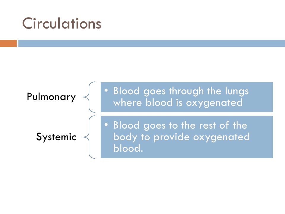 Circulations Pulmonary Blood goes through the lungs where blood is oxygenated Systemic Blood goes to the rest of the body to provide oxygenated blood.