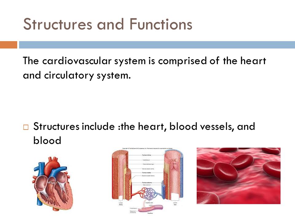 Structures and Functions The cardiovascular system is comprised of the heart and circulatory system.