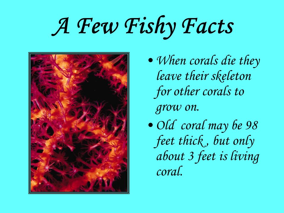 Fish facts