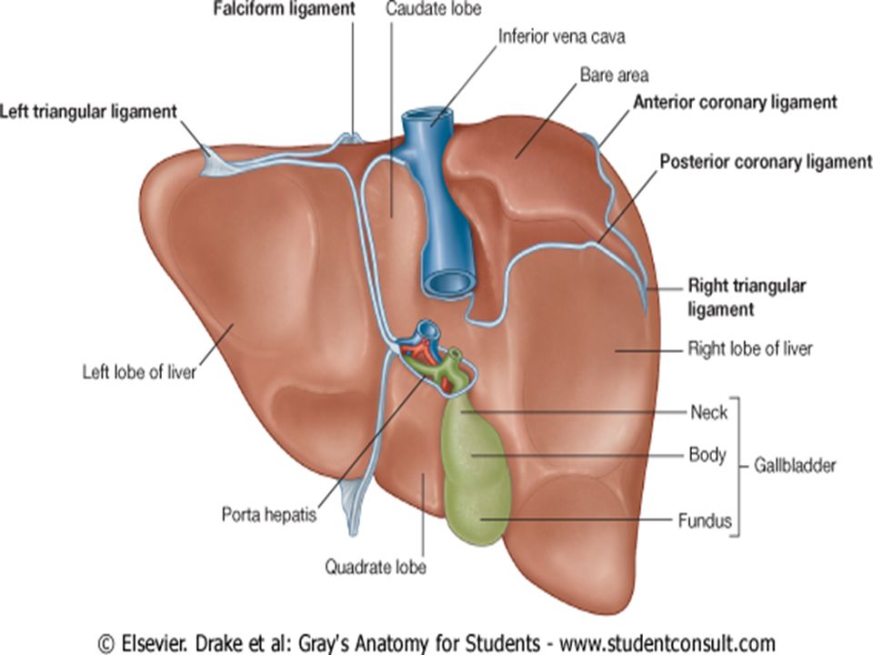 ligaments in the liver ligaments in the liver