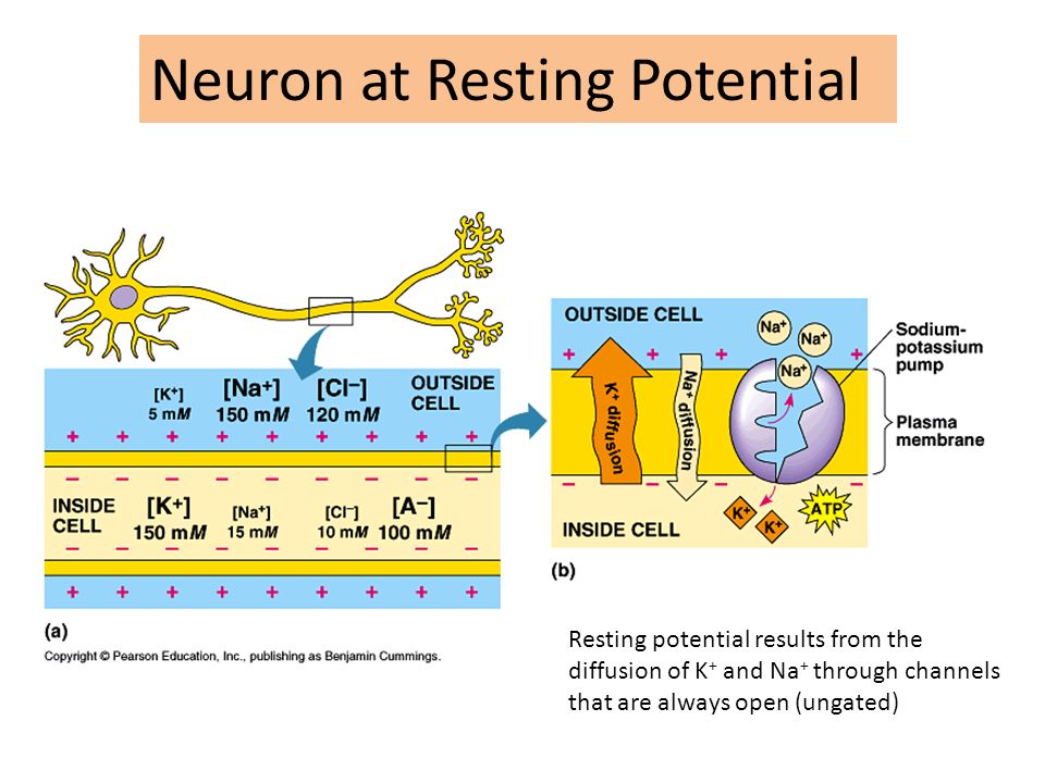 resting potential of a neuron