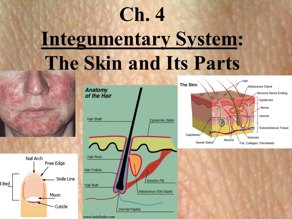 parts of integumentary system