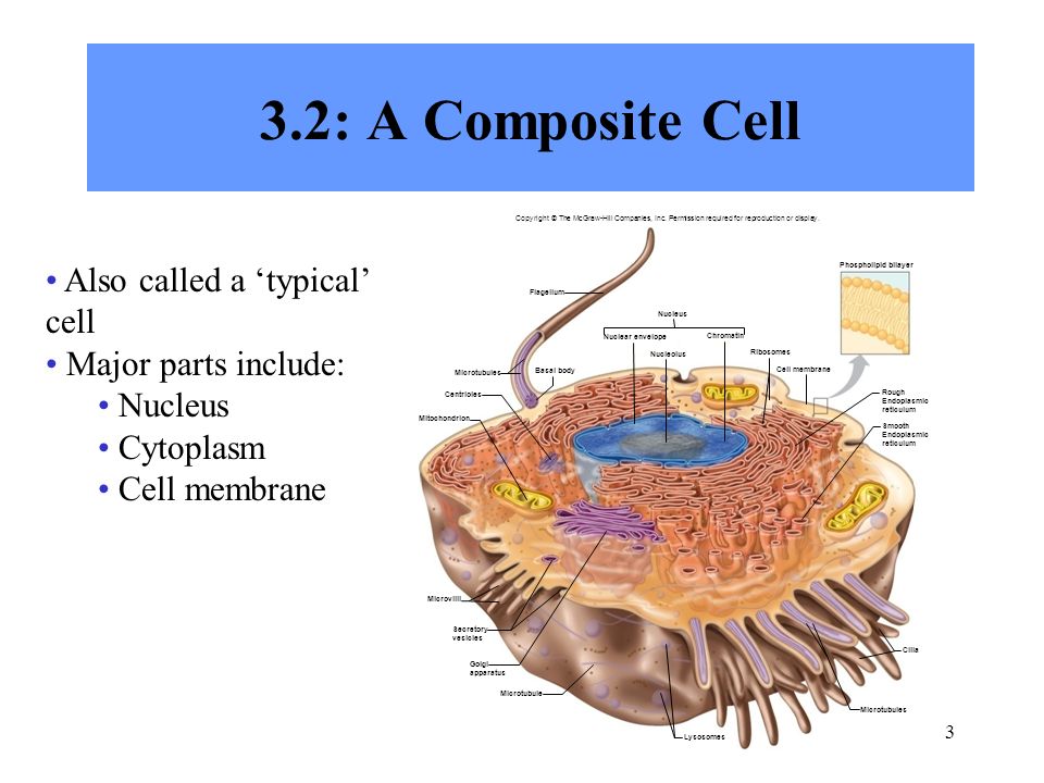 parts of cell nucleus The nucleus is a highly specialized organelle that serves as the information and administrative center of the cell this organelle has two major functions it stores the cell's hereditary material, or dna, and it coordinates the cell's activities, which include intermediary metabolism, growth. parts of cell nucleus The nucleus is a highly specialized organelle that serves as the information and administrative center of the cell this organelle has two major functions it stores the cell's hereditary material, or dna, and it coordinates the cell's activities, which include intermediary metabolism, growth.