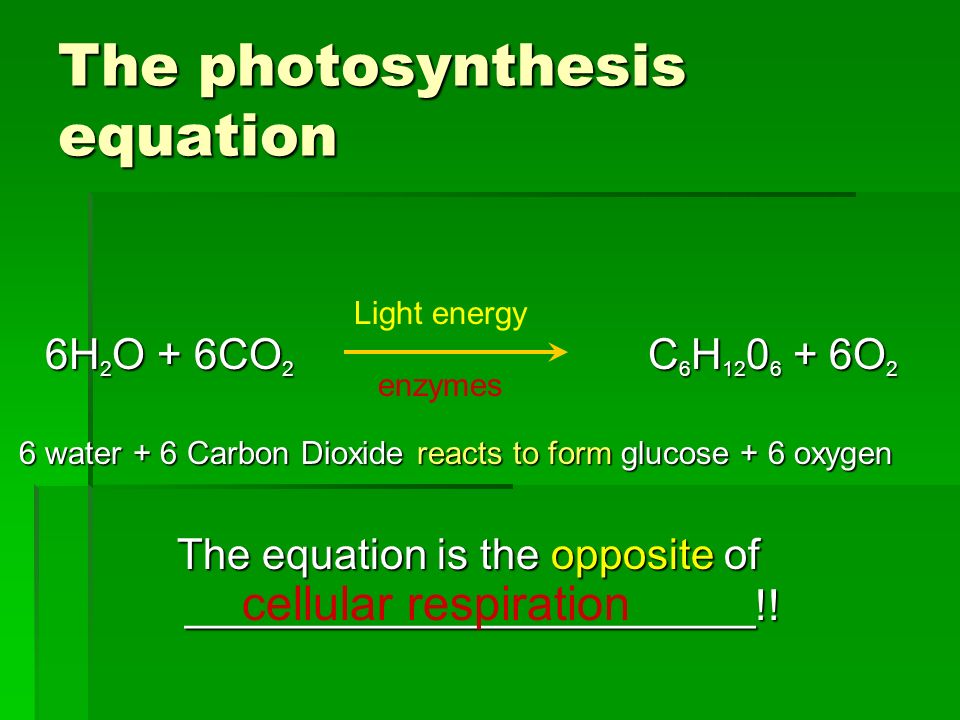 cellular respiration aunt mabels altercation with the police and in photosynthesis the carbon in co2 is being to form glucose