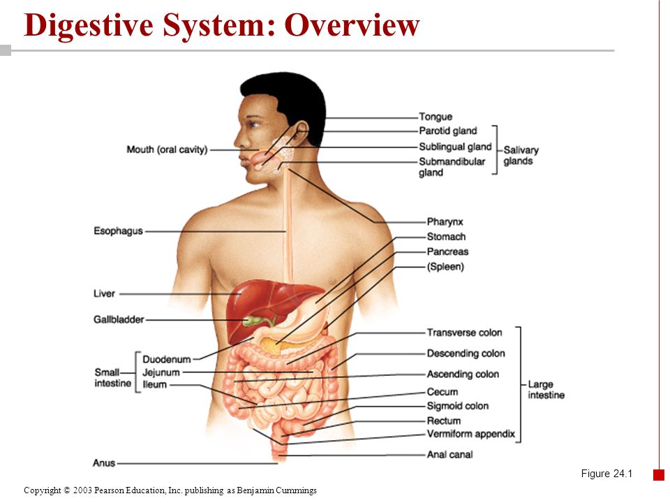 The digestive system powerpoint presentation