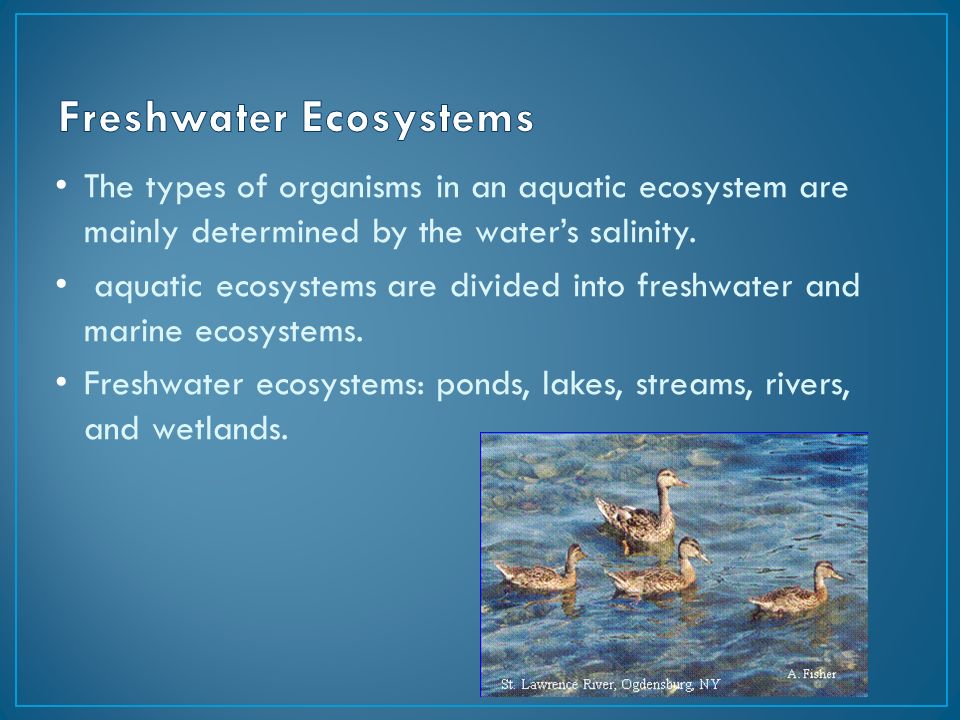 Aquatic Systems Engineering Pdf