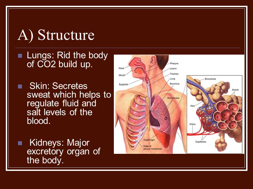 ownership of bodily fluids and organs Body fluids are mostly h 2 o water is the water content of the body is equal to that of seawater, so there are no organ systems in marine. ownership of bodily fluids and organs Body fluids are mostly h 2 o water is the water content of the body is equal to that of seawater, so there are no organ systems in marine.
