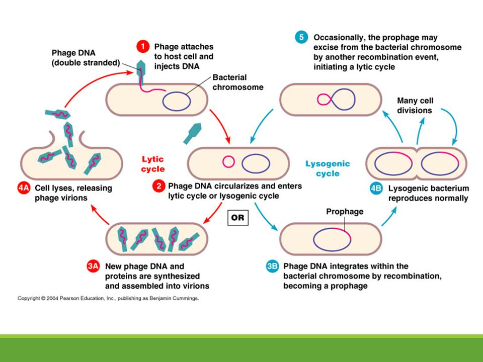 warm up what makes something alive is the common cold a virus or a bacteria vs virus venn diagram