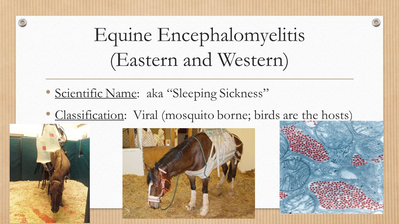 eastern and western equine encephalitis eastern and western equine encephalitis