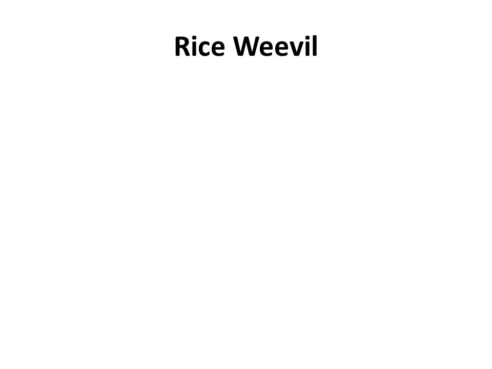 Rice Weevil