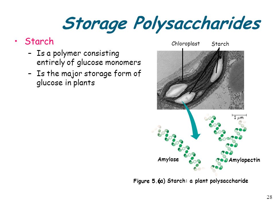 1 chapter 3 biological molecules ppt download main storage form of glucose