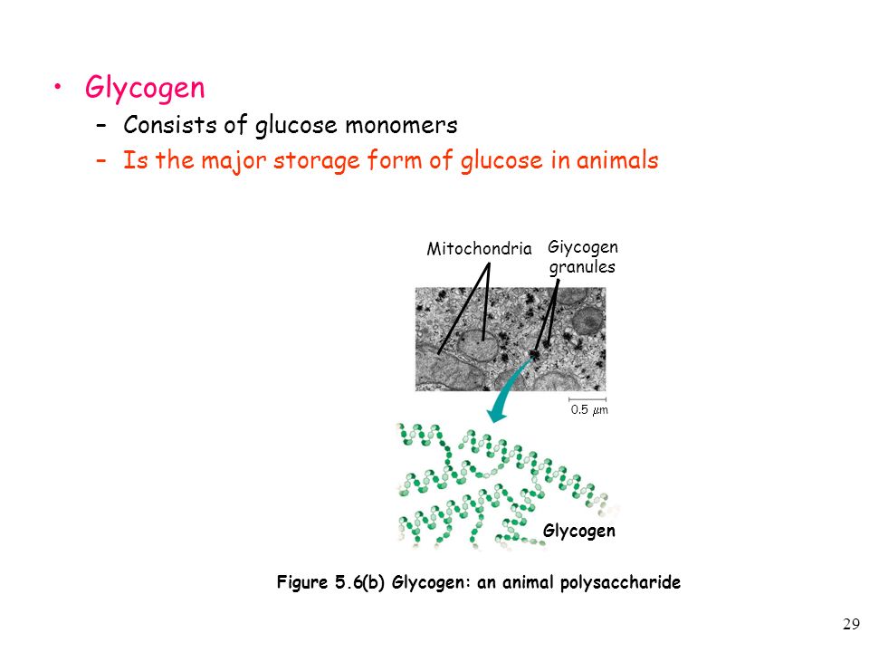 1 chapter 3 biological molecules ppt download main storage form of glucose