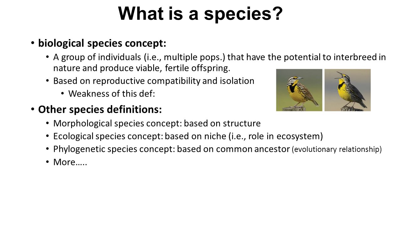 What groups do biological species consist of?