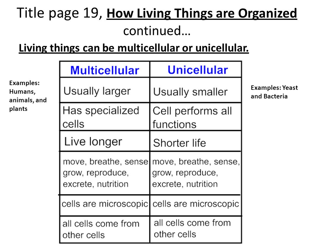 worksheet Unicellular And Multicellular Worksheet monday sept 21th 1 bell ringer review with your neighbor the title page 19 how living things are organized can be multicellular