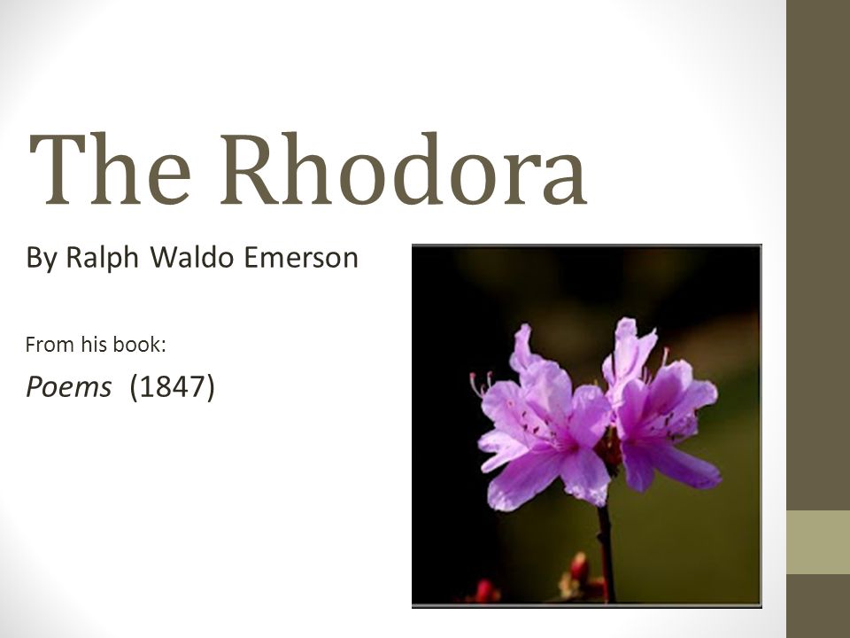 the rhodora explanation What does name rhodora mean you are a law unto itself your tendency is to finish whatever you start you are tolerant and like to help humanity you are very active. the rhodora explanation What does name rhodora mean you are a law unto itself your tendency is to finish whatever you start you are tolerant and like to help humanity you are very active.