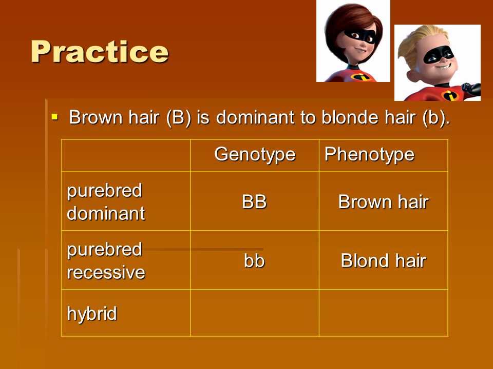 Bell Ringer 1 A Child Is Born With Blue Eyes Even Though Both His Practice Brown Hair B Is Dominant To Blonde