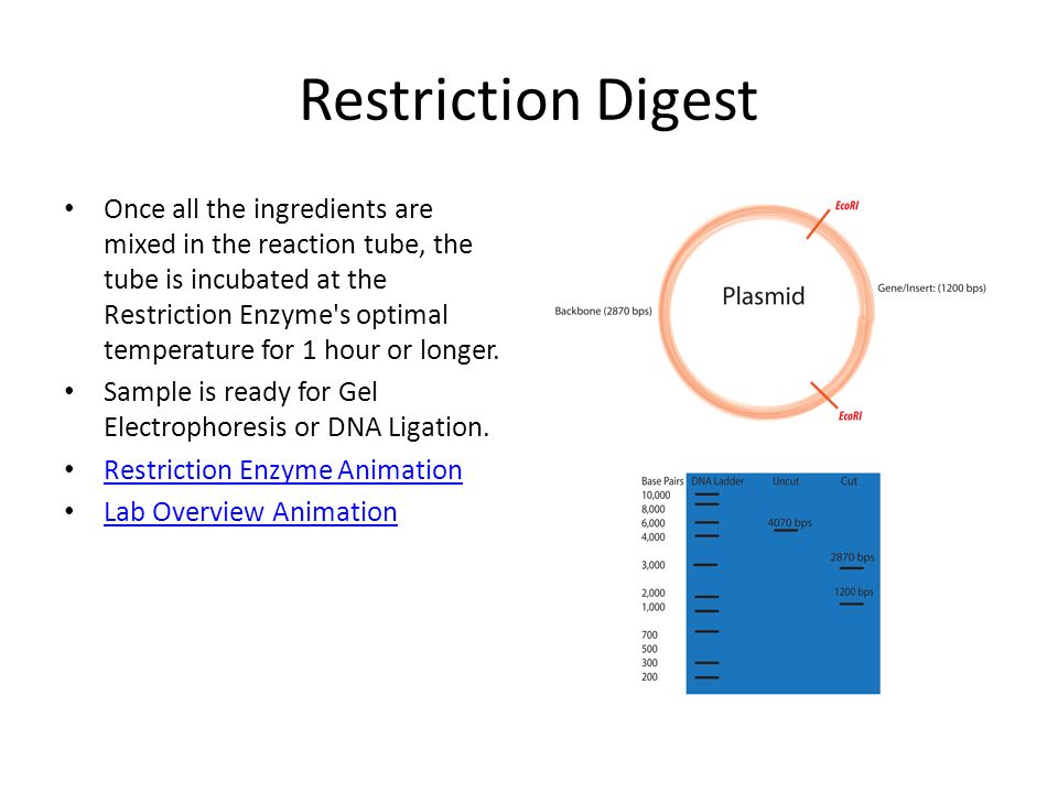 restriction enzyme digestion