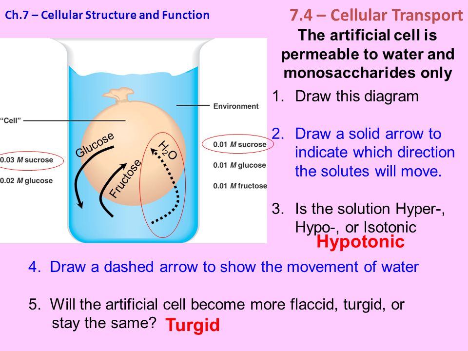 lab notebook cell transport mechanisms and permeability Lab diffusion, osmosis to move into and out of the cell active transport is the only mechanism that involves the use osmosis, and membrane transport. lab notebook cell transport mechanisms and permeability Lab diffusion, osmosis to move into and out of the cell active transport is the only mechanism that involves the use osmosis, and membrane transport.