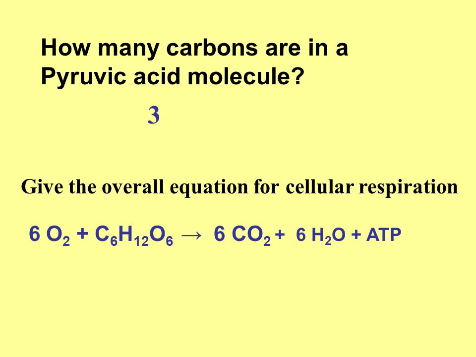 Cellular Respiration Review In Which Of These Organisms Would You 5 How Many Carbons Are In A Pyruvic Acid Molecule 3 Give The Overall Equation For Cellular Respiration