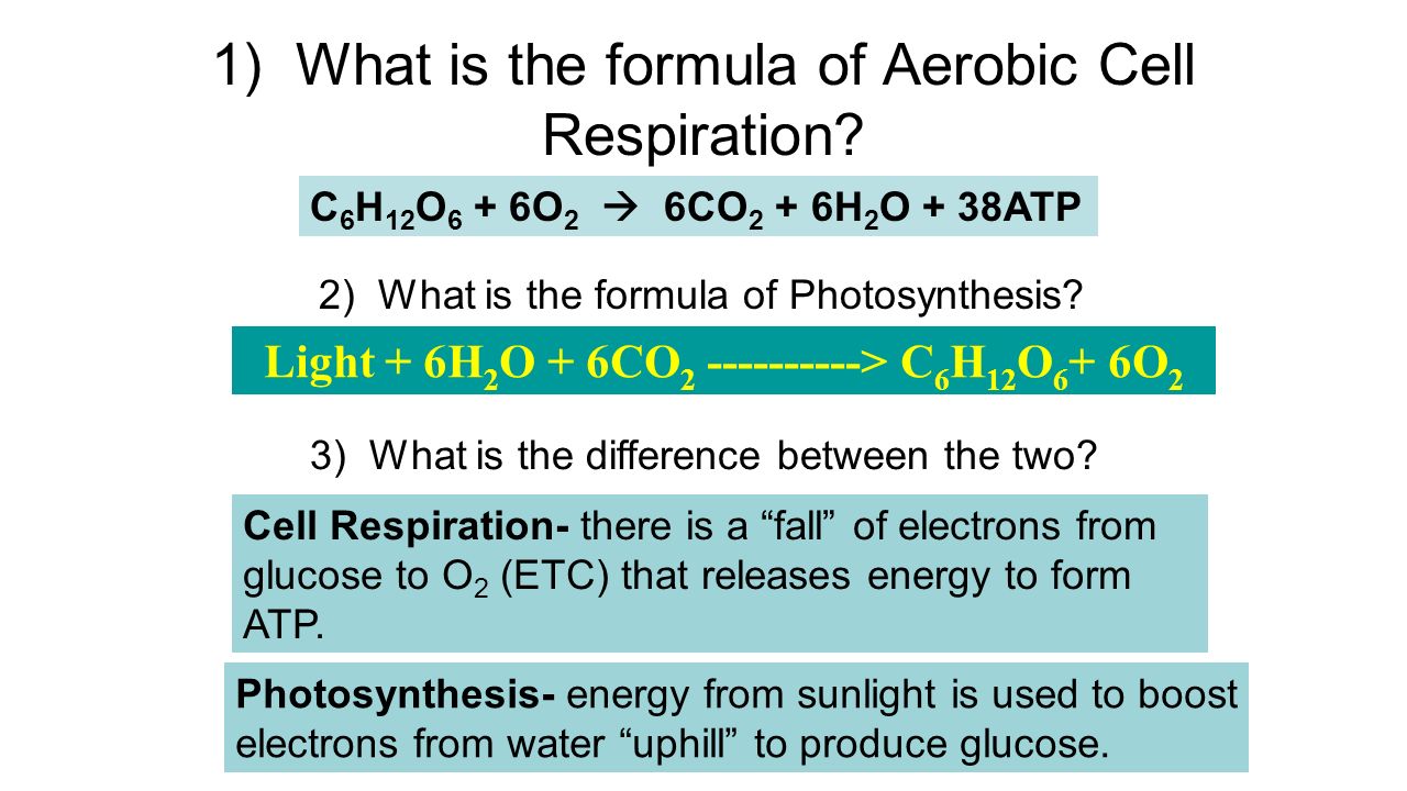 formula for photsynthesis Free photosynthesis process review study chloroplasts, the chemical equation, chlorophyll and the light and dark stages of photosynthesis. formula for photsynthesis Free photosynthesis process review study chloroplasts, the chemical equation, chlorophyll and the light and dark stages of photosynthesis.
