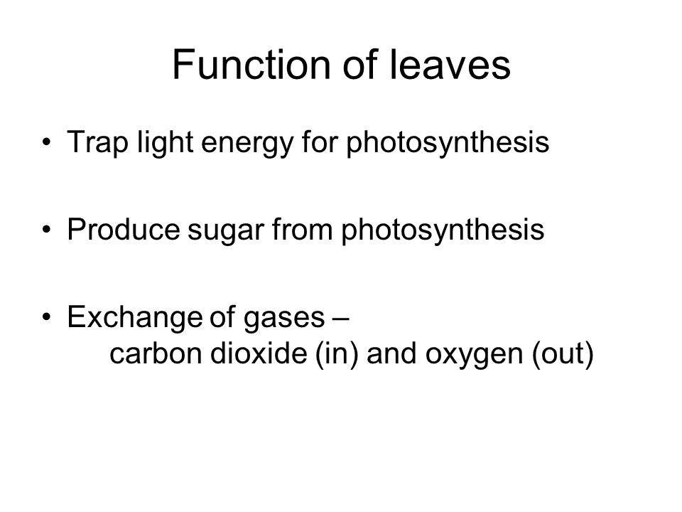 Function of leaves Trap light energy for photosynthesis Produce sugar from photosynthesis Exchange of gases – carbon dioxide (in) and oxygen (out)