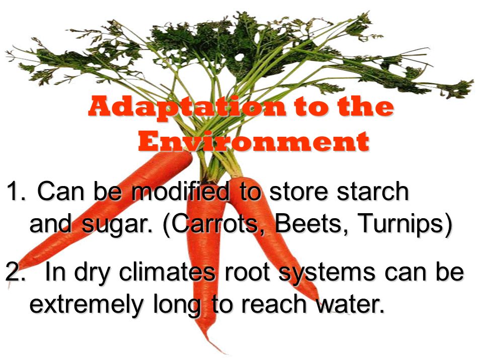 Adaptation to the Environment 1. Can be modified to store starch and sugar.