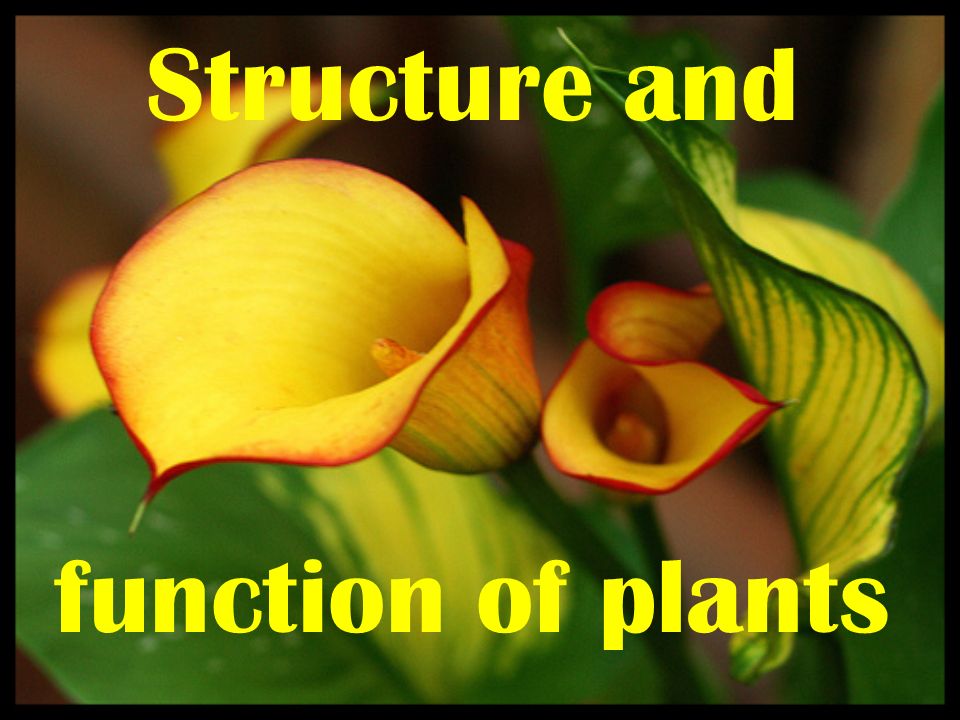 Structure and function of plants