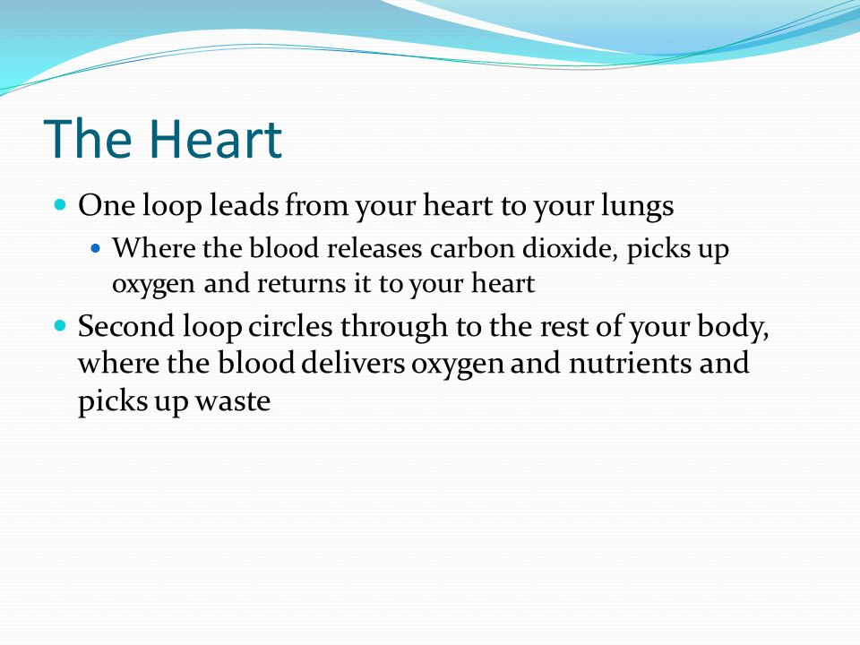 The Heart One loop leads from your heart to your lungs Where the blood releases carbon dioxide, picks up oxygen and returns it to your heart Second loop circles through to the rest of your body, where the blood delivers oxygen and nutrients and picks up waste