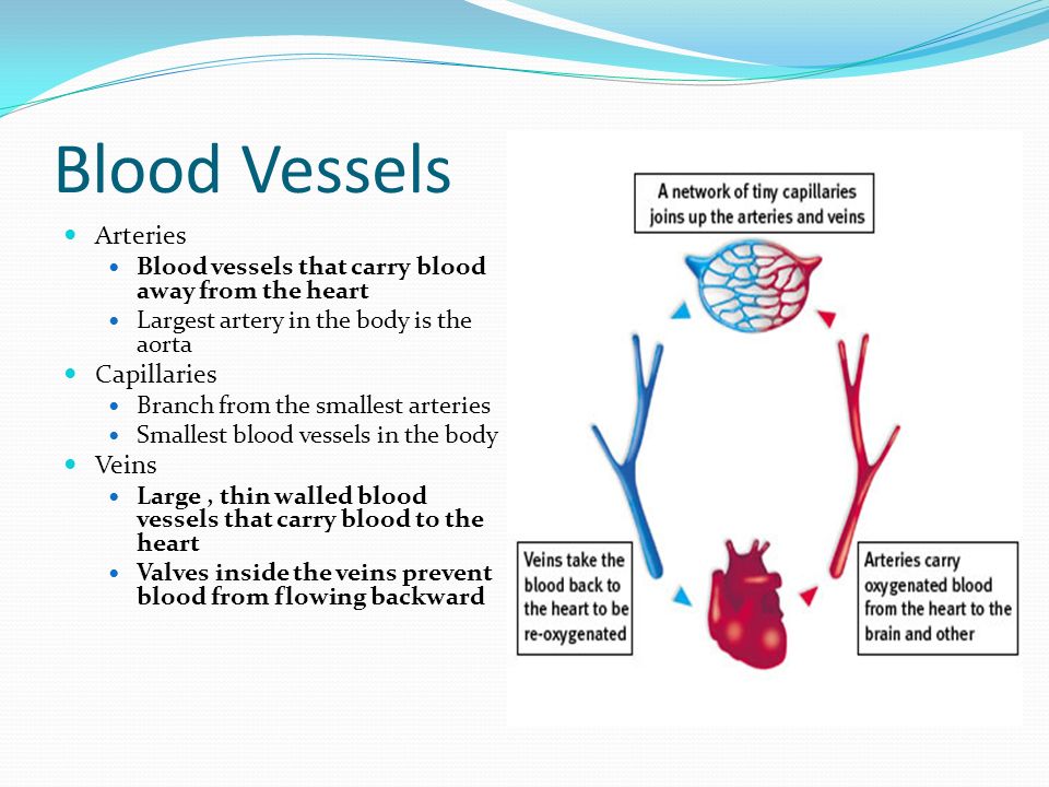 Blood Vessels Arteries Blood vessels that carry blood away from the heart Largest artery in the body is the aorta Capillaries Branch from the smallest arteries Smallest blood vessels in the body Veins Large, thin walled blood vessels that carry blood to the heart Valves inside the veins prevent blood from flowing backward