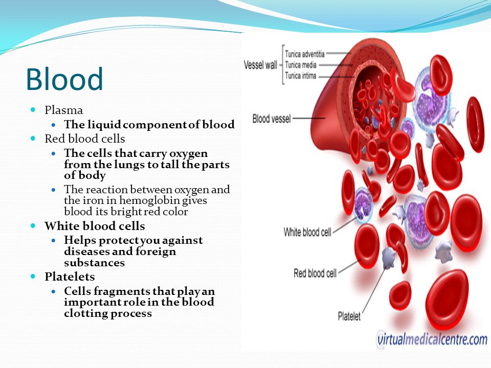 Blood Plasma The liquid component of blood Red blood cells The cells that carry oxygen from the lungs to tall the parts of body The reaction between oxygen and the iron in hemoglobin gives blood its bright red color White blood cells Helps protect you against diseases and foreign substances Platelets Cells fragments that play an important role in the blood clotting process