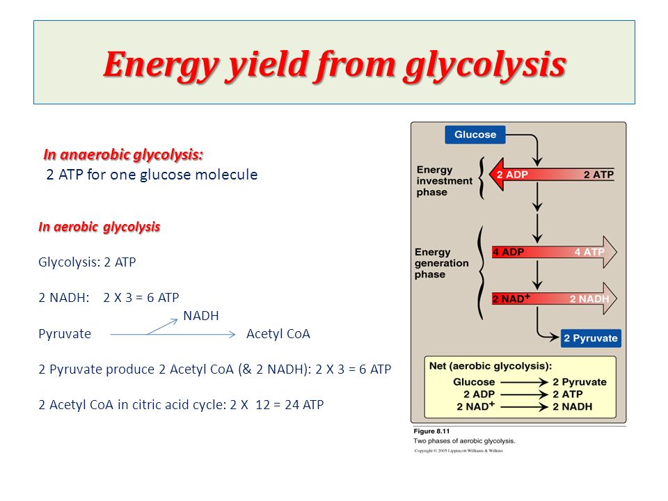 Glucose to acetyl coa